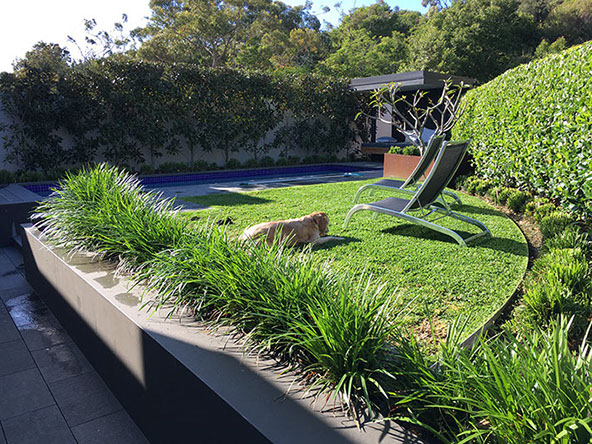 Lawn Renovation services | Best Lawn Installation Services