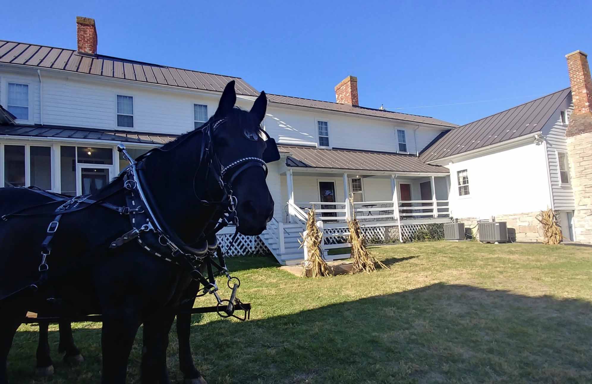 horse on wilderness road
