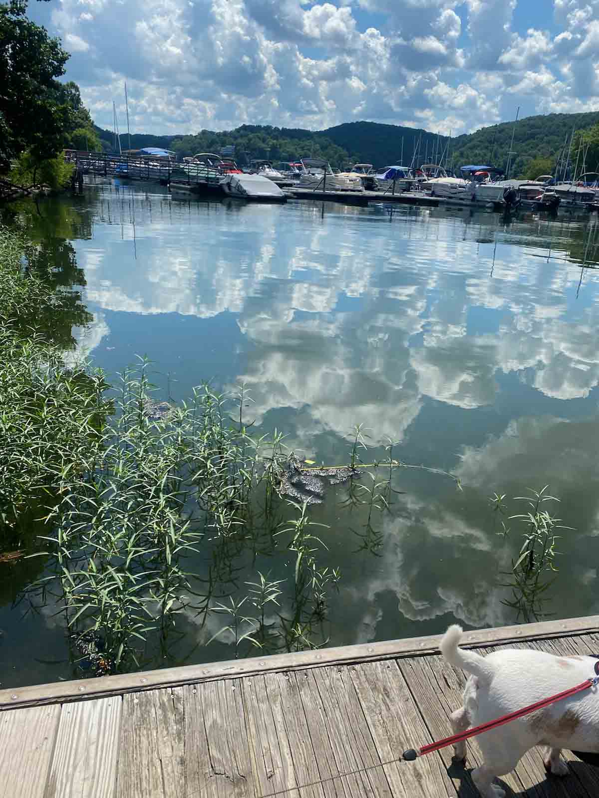 boats on the water