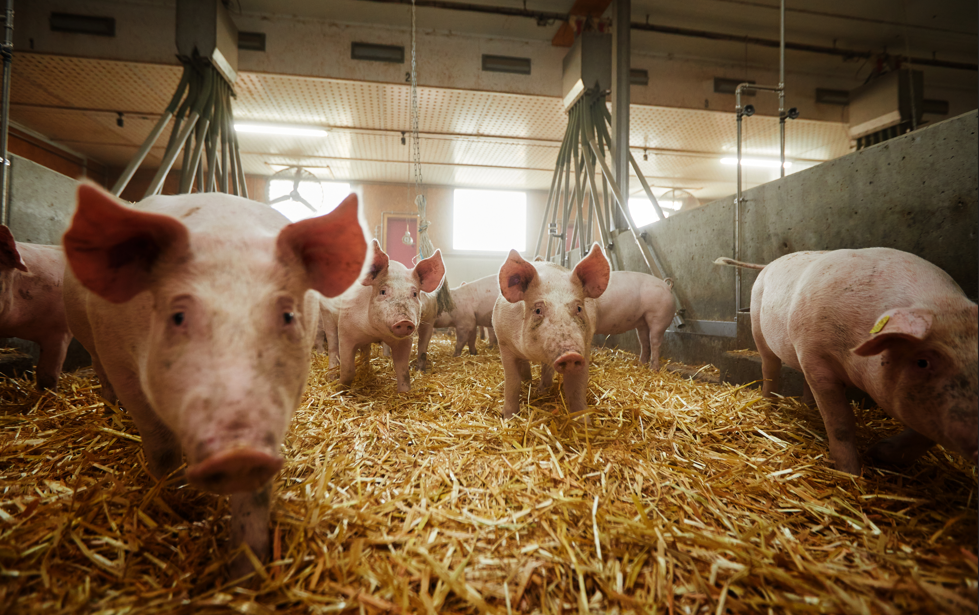 Schweinchen im Stall