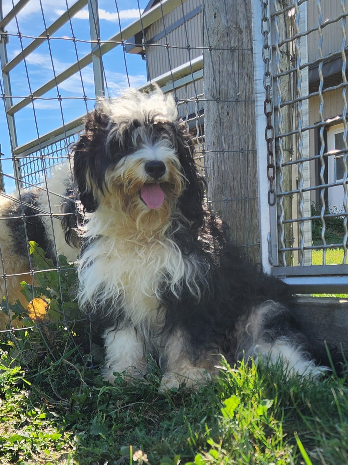 Mini Bernedoodle