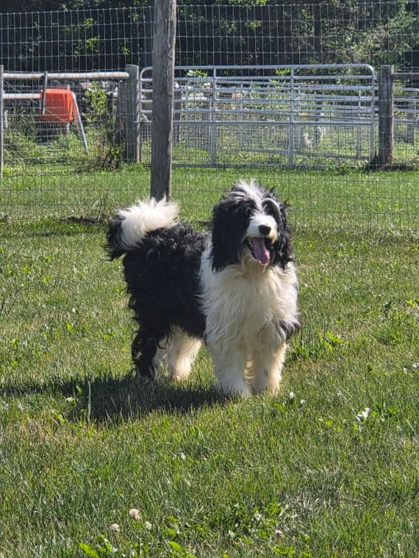 Mini Bernedoodle