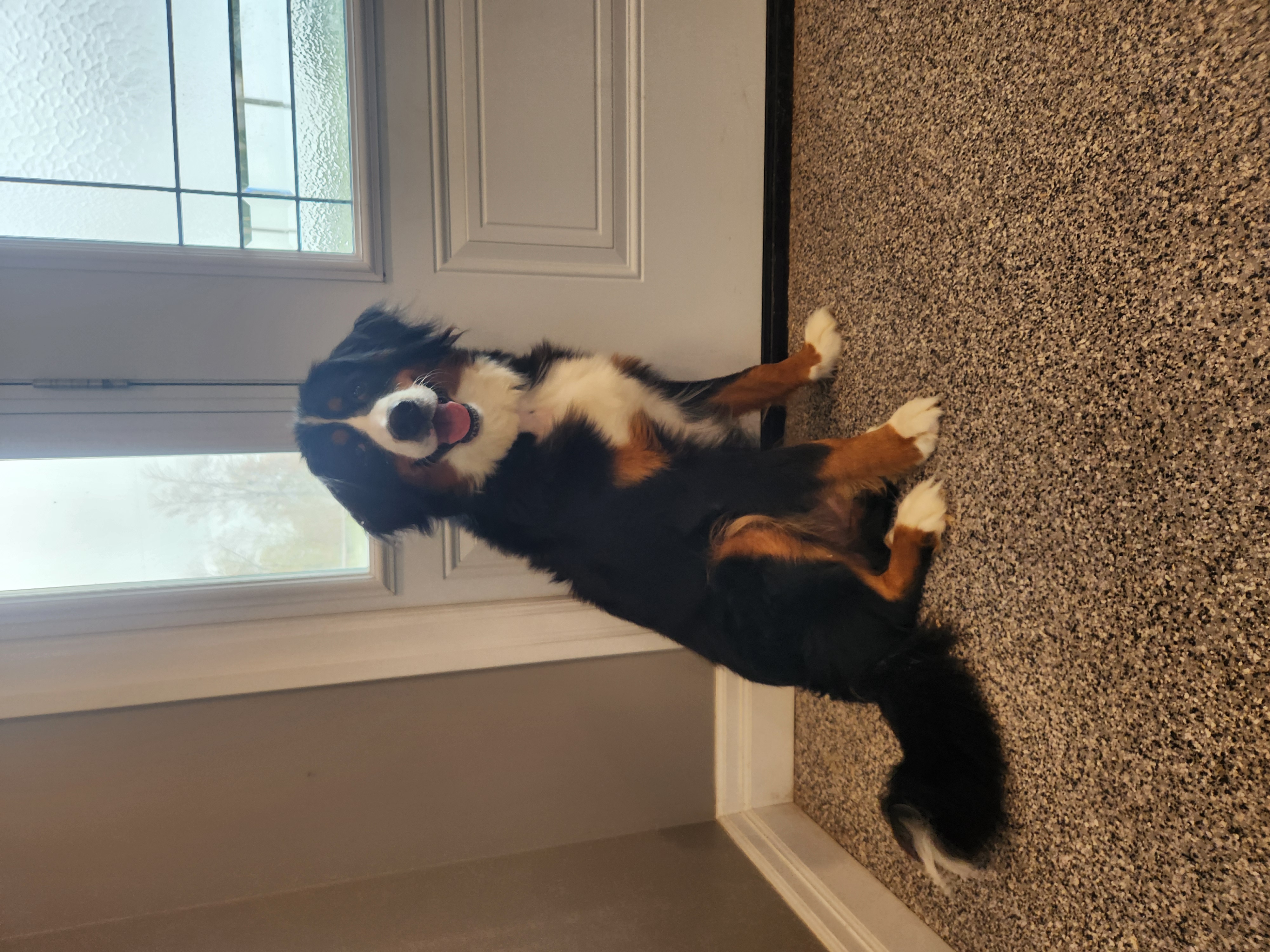 Bernese Mountain Dog