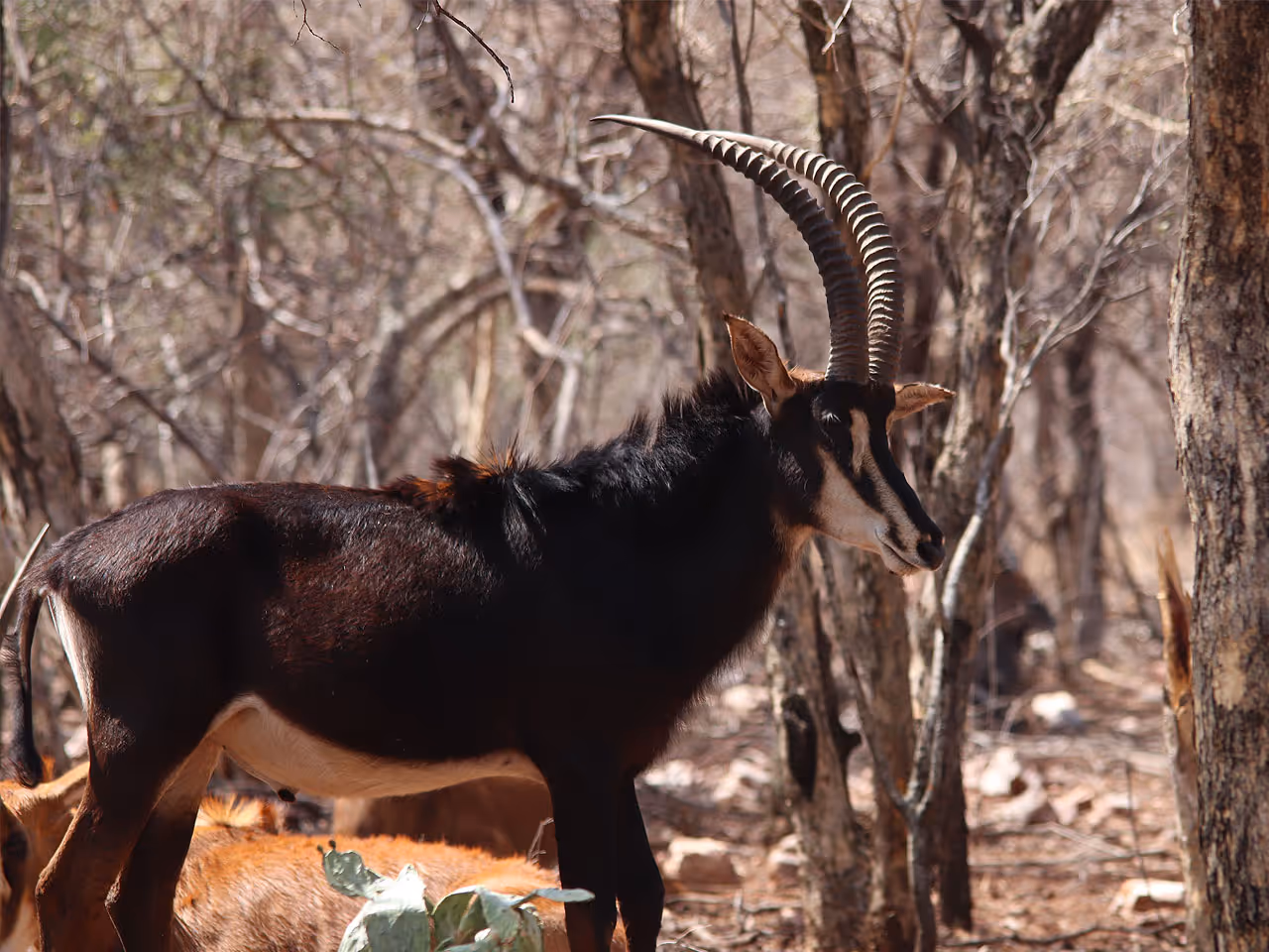 Linyanti inline image 5e56300b76988