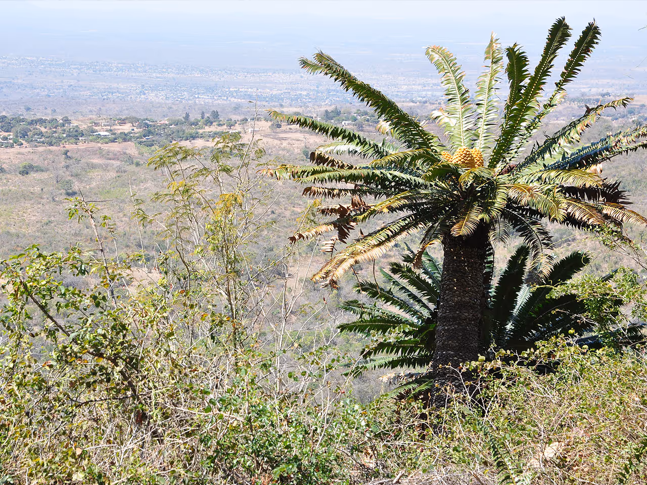 Limpopo inline image 5e43b9a9b1401
