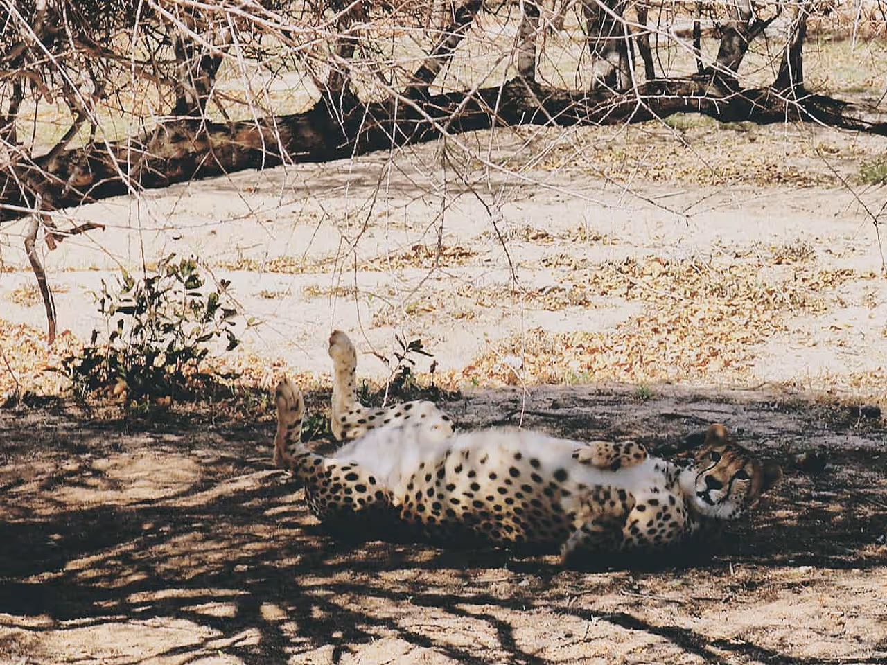 Limpopo inline image 5e43b922d4d06