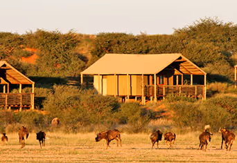 Suricate Kalahari Tented Lodge
