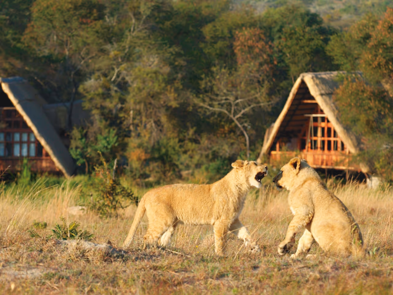 Antelope Park