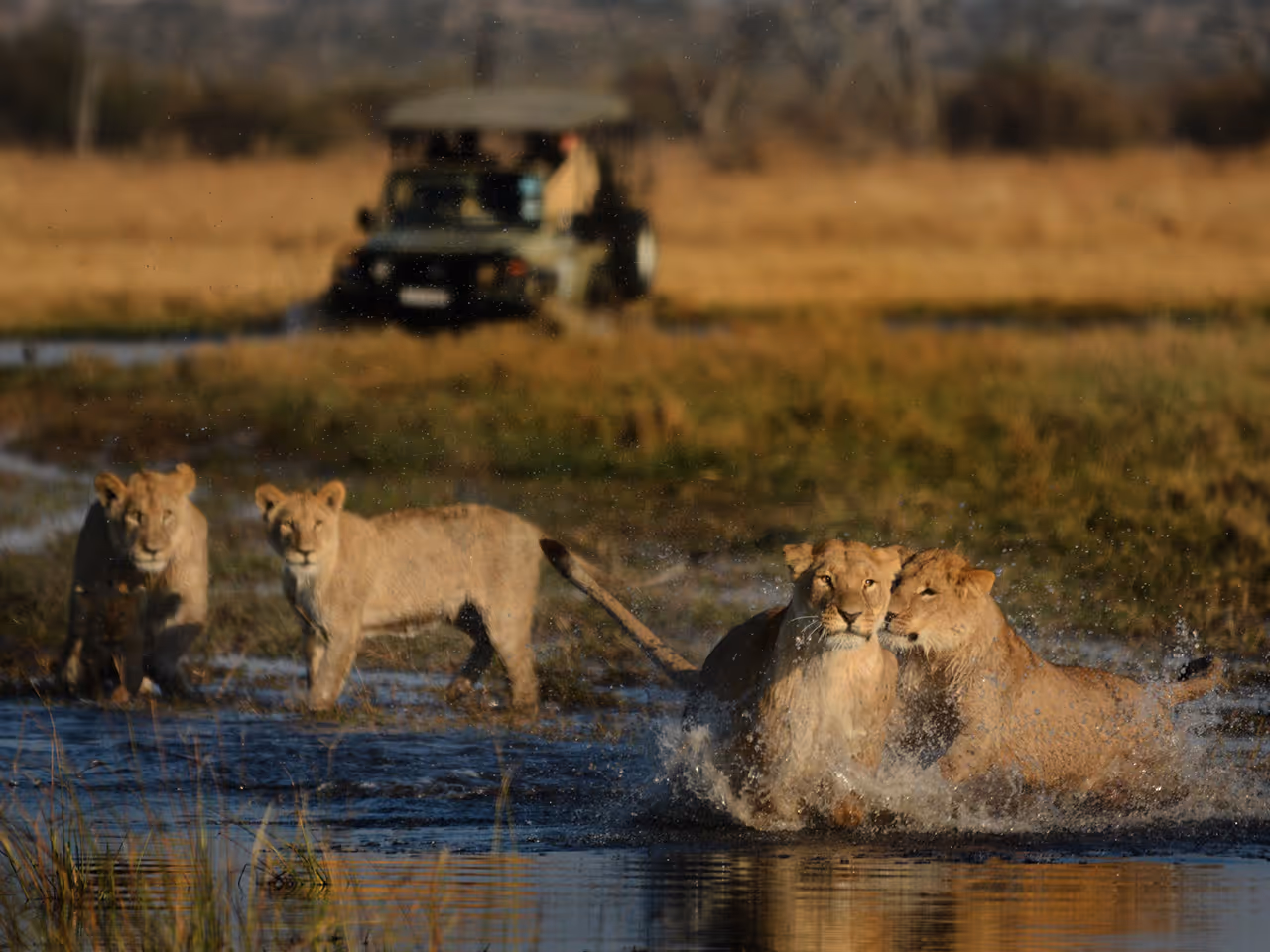 Camp Savuti