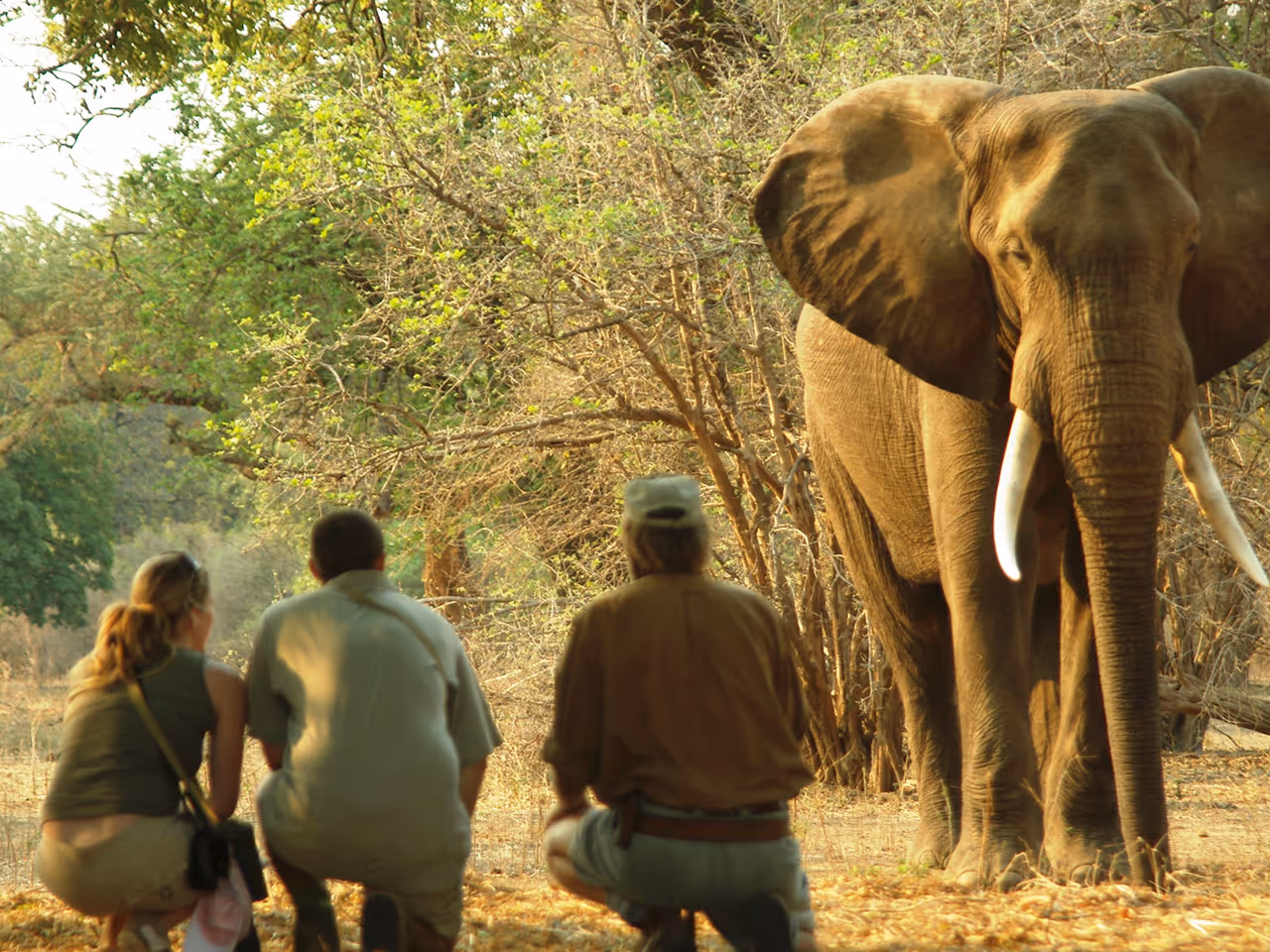 Goliath Safaris Camp
