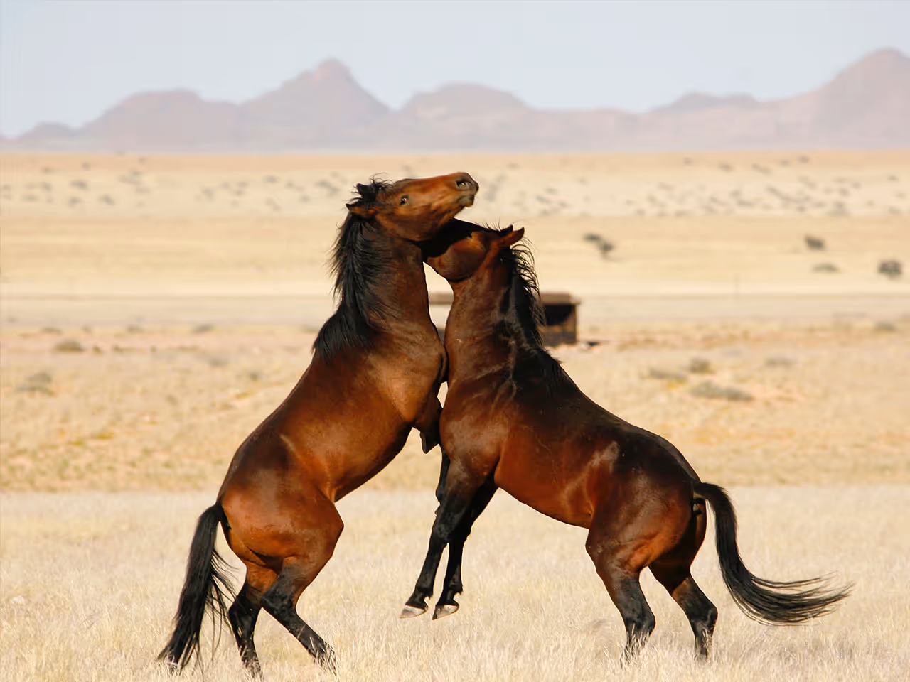 Klein Aus Vista Campsite