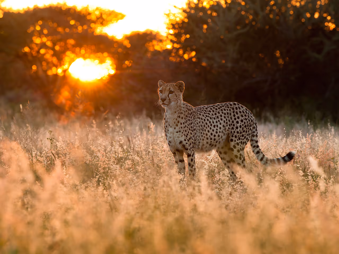 Okonjima Omboroko Campsite