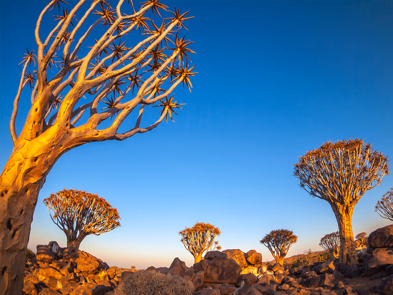 Quivertree Forest Rest Camp