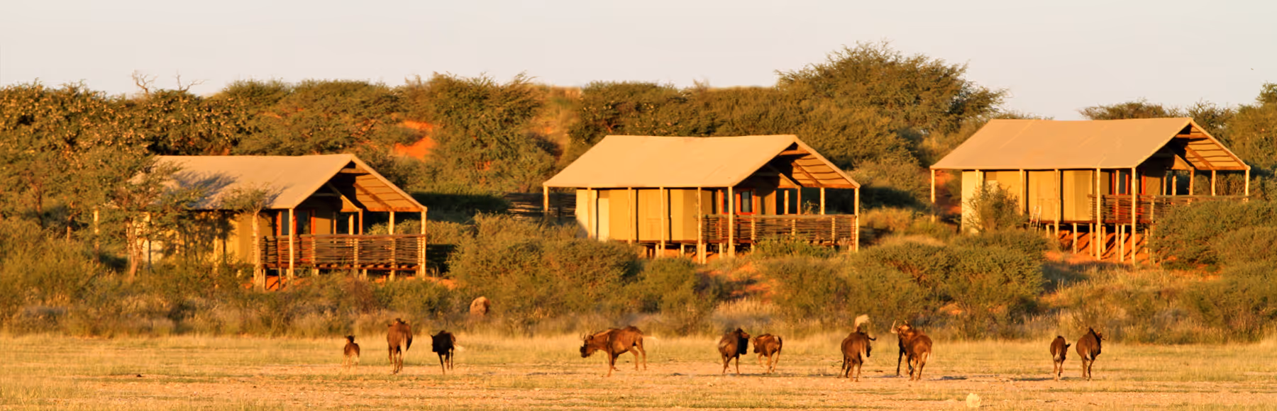 Suricate Kalahari Tented Lodge