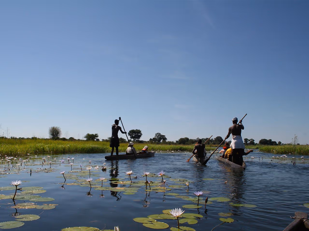 Three mokoros being poled along the Caprivi River.