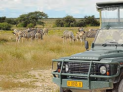 Wildlife Safaris