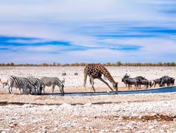 Namibia Wildlife Safaris