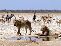 Namibia Wildlife Safaris