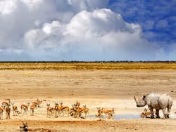 Namibia Wildlife Safaris