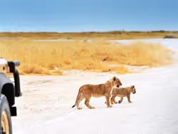 Namibia Wildlife Safaris