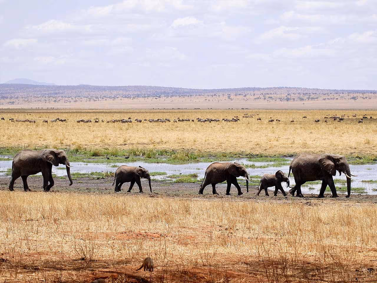 Elephants walking along the water's edge in the Savuti with numerous other animals in the background across the marsh.