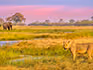 A lion standing in the Savuti marsh at sunset with an elephant walking int he background. 