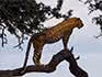 A leopard standing on a dead branch in a tree.