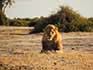A single male lion lying in the sand with the bush in the distance behind him.