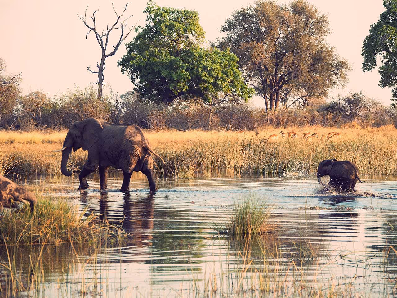 An adult and baby elephant crossing the Linyanti River with antelopr grazing on the river bank.