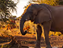 An elephant drinking water in front of two acacia trees. 