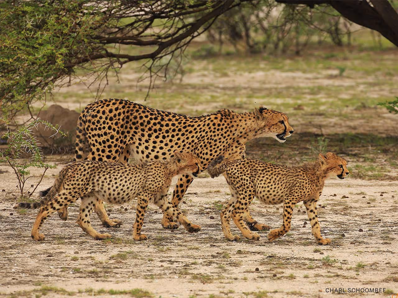 A female cheetah and two cubs walking beneath an acacia tree.