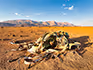 A Welwitschia Mirabilis plant on an open gravel plain with the mountains in the distance. 