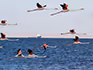 Flamingos flying over the ocean with a ship in the background.