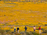 A group of people standing and enjoying an endless field of yellow blooming daisies in Namaqualand. 