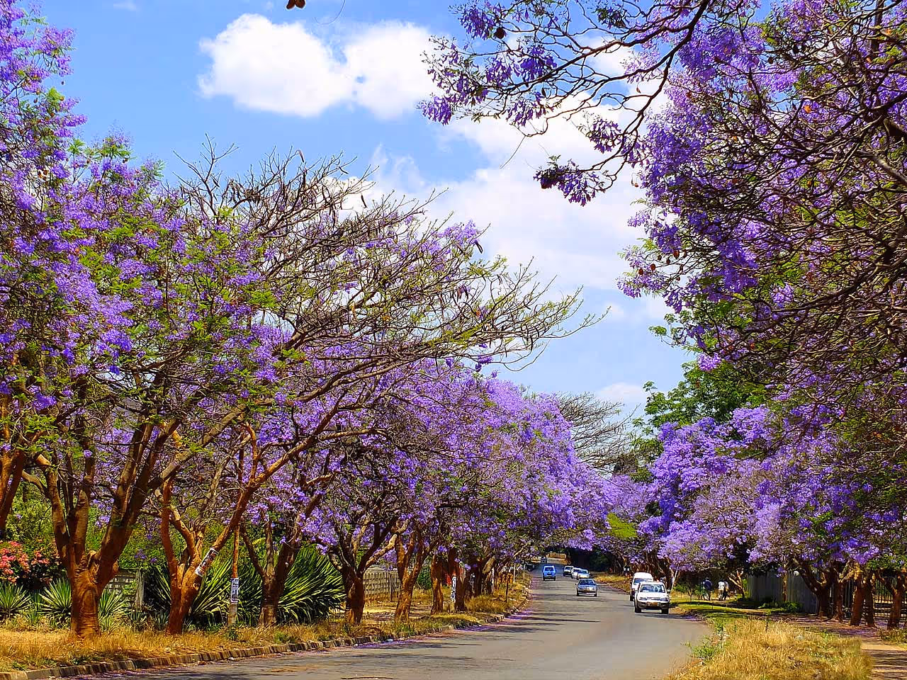 A jacaranda lined street in Harare.