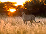 A cheetah standing alert in the dry grass with the sun shining through the bush at sunrise.