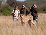 An armed guide and two guests on a safari walk photographing a cheetah.
