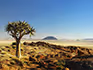 A landscape view of southern Namibia from a rocky mountain next to a quiver tree. 