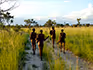 Four bushman walking on a sand road between the green grass of Bushmanland. 