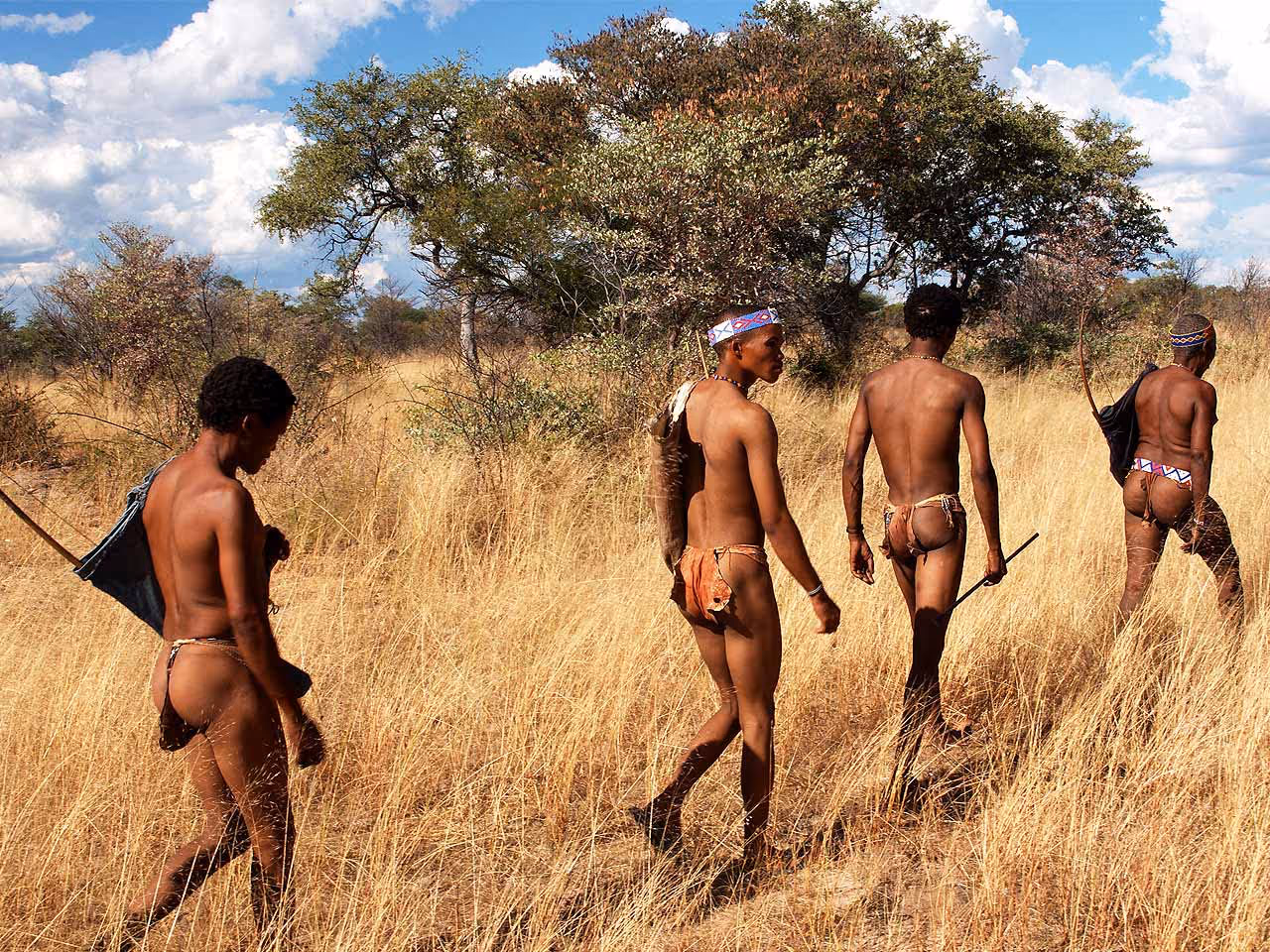 Four traditional bushmen walking in the dry yellow grass of the Kalahari bush.