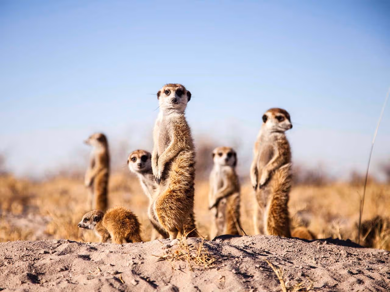 A mob of meerkats on a sand hill. 
