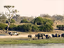 An open safari vehicle watching elephants on the river bank grazing. 
