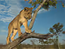 A lion cub in a tree looking down at the ground. 