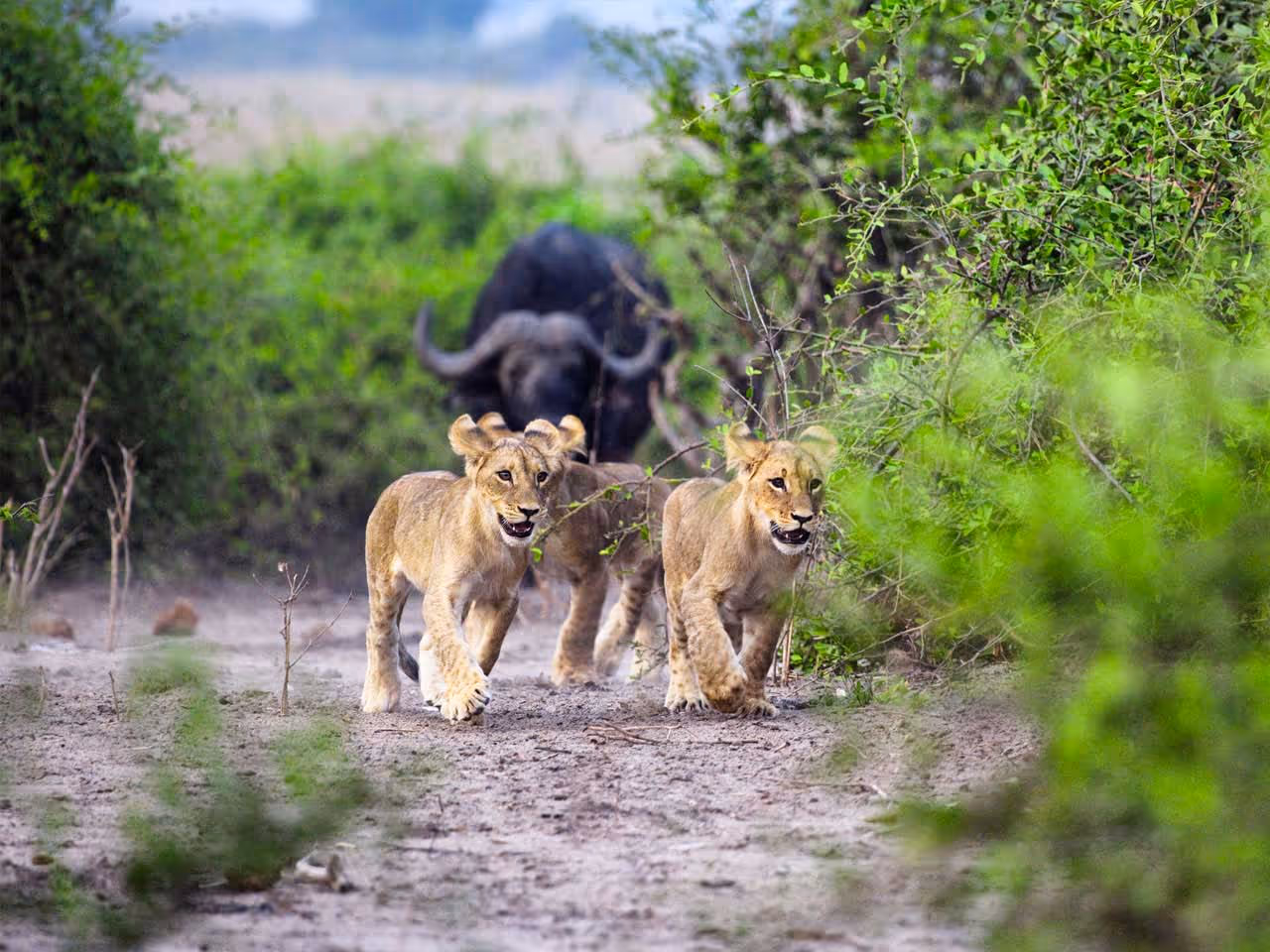 Three lion cubs running away from a buffalo chasing them through the bush.