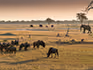 Wildebeest and elephants on an open grassy plain. 