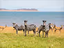 Zebras and antelop standing in the grass with Lake Kariba behind them.