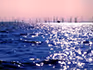 A view of dead trees sticking out of the water take from the lake at Lake Kariba. 