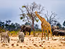 A giraffe and two zebras standing in the sand with elephants in the bush in the background.