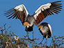 Two black crowned cranes on an branch of an acacia tree. 
