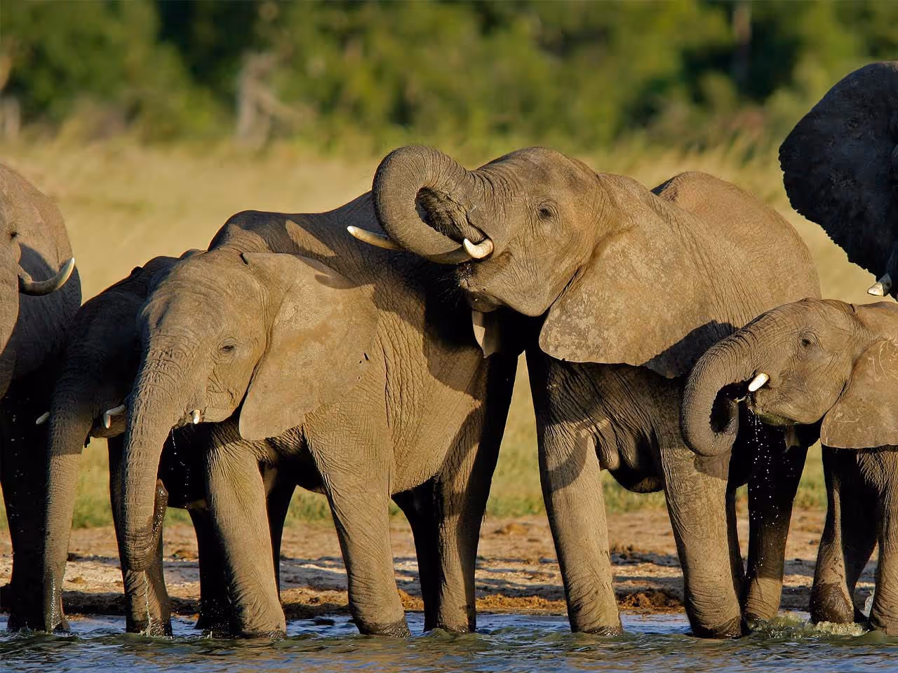 Elephants at a waterhole standing in the water drinking. 